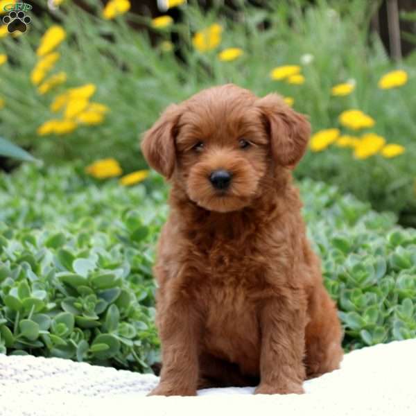 Tessa, Mini Goldendoodle Puppy